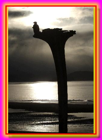 EagleonSunsetPerch